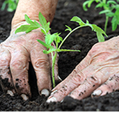 Cultivo